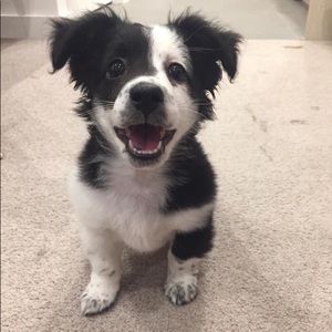 BIG SHOP RESTOCK COMING TOMORROW!